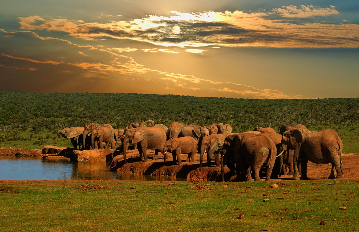 Olifanten zuid Afrika