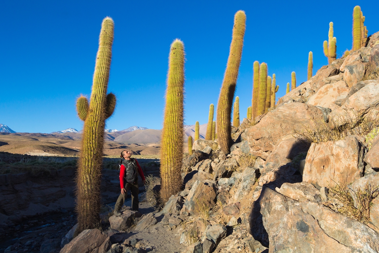 cactus valley atacama