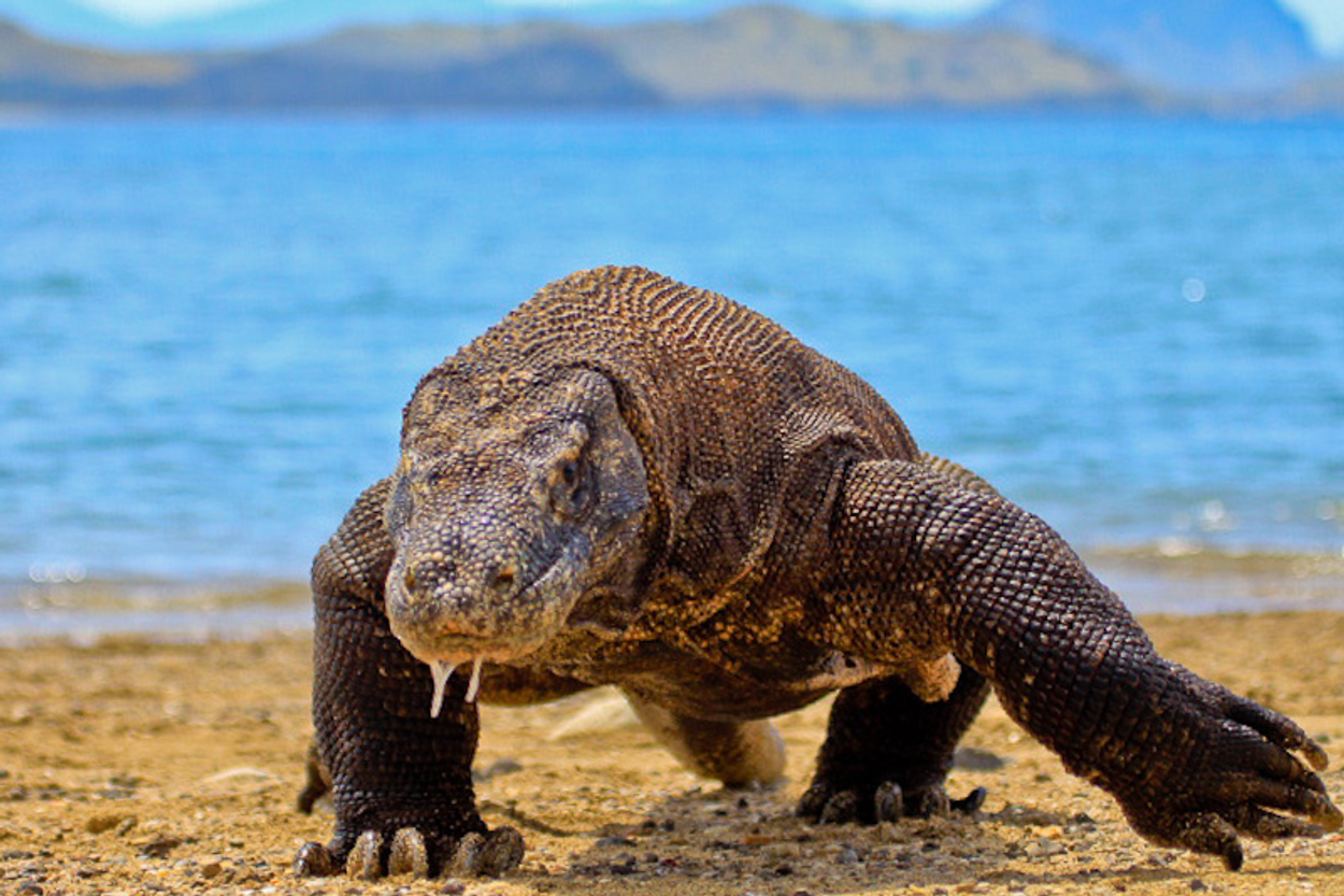 komodo
