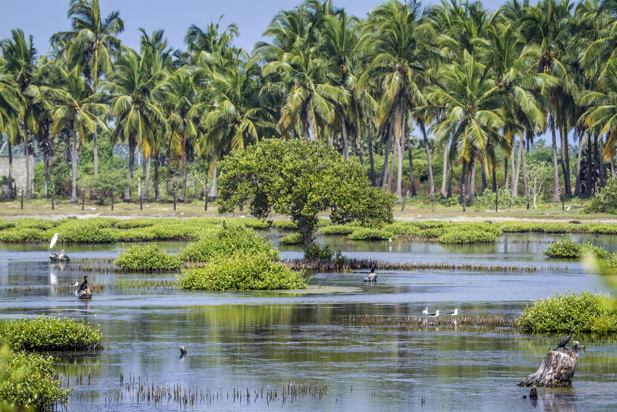 Mangrove Kalpitiya Lagoon