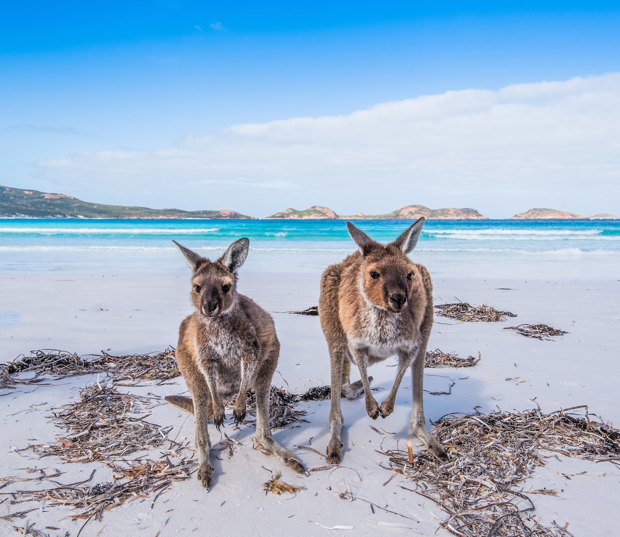 kangaroo island australie
