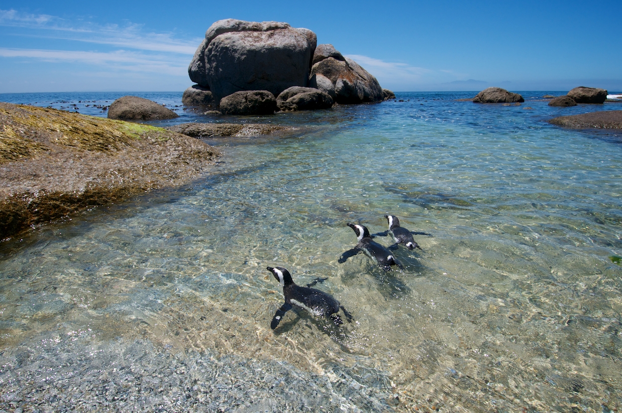 Pinguins zwemmen