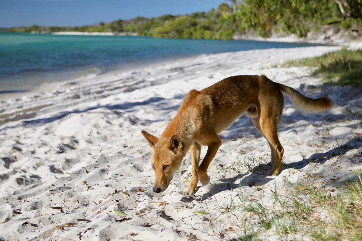Dingo Fraser Island