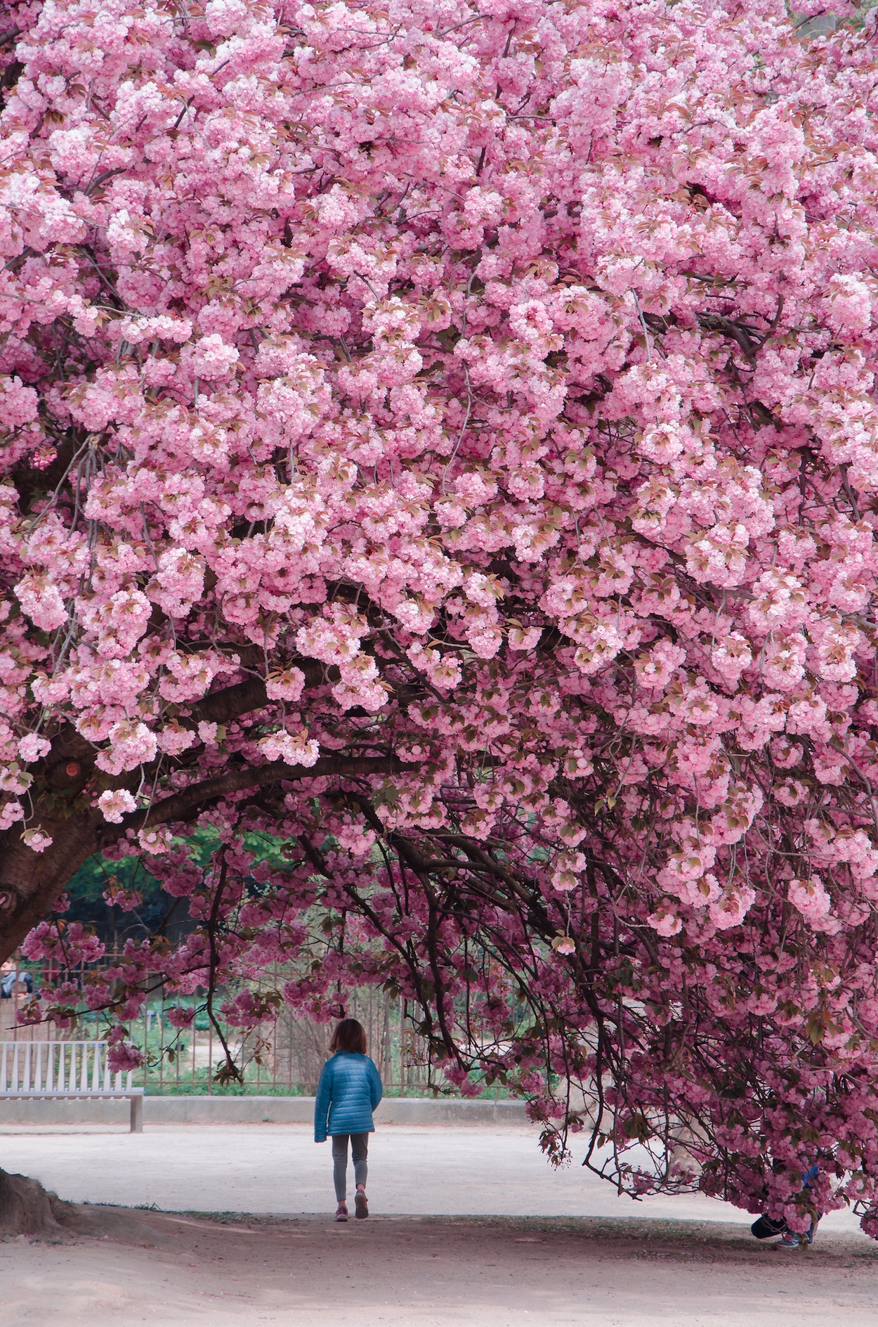 Jardin des plants Paris blossom sakura
