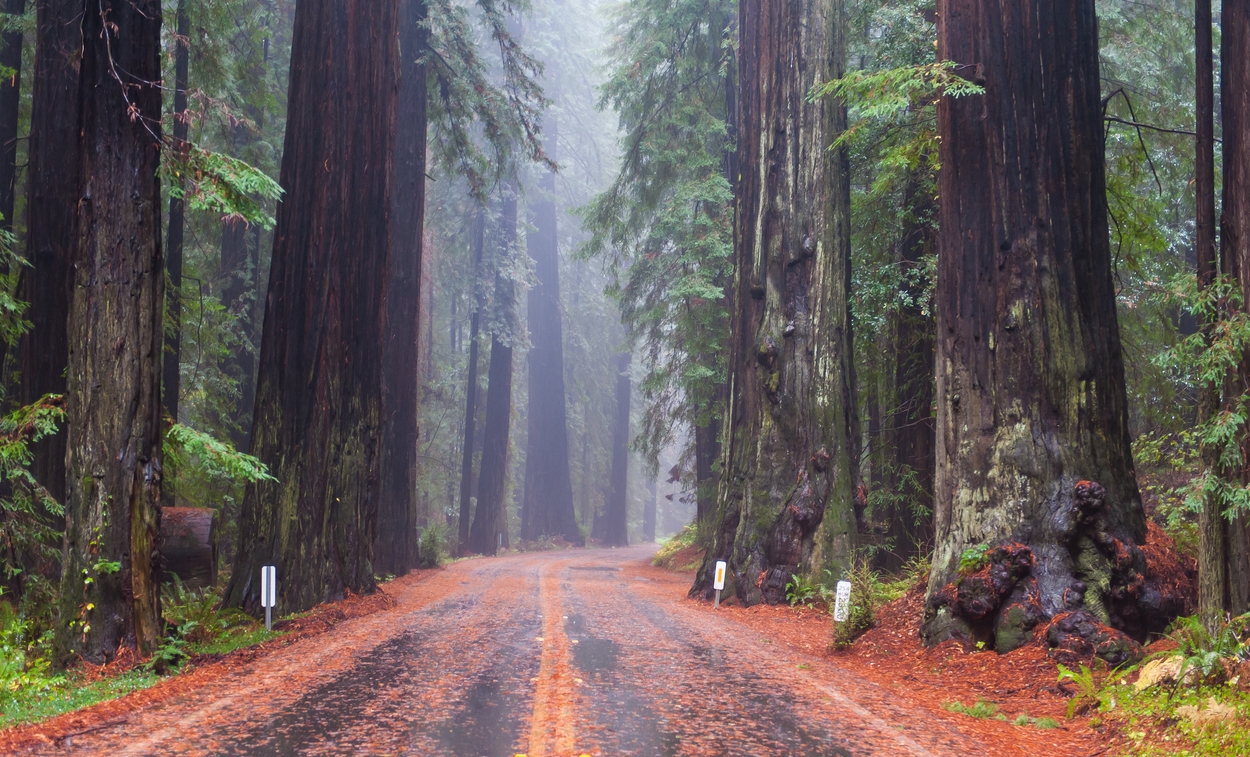 Redwood National Park Door Sam Strickler