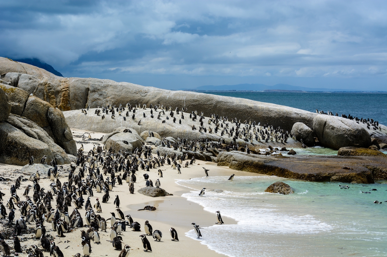 pinguïns beach