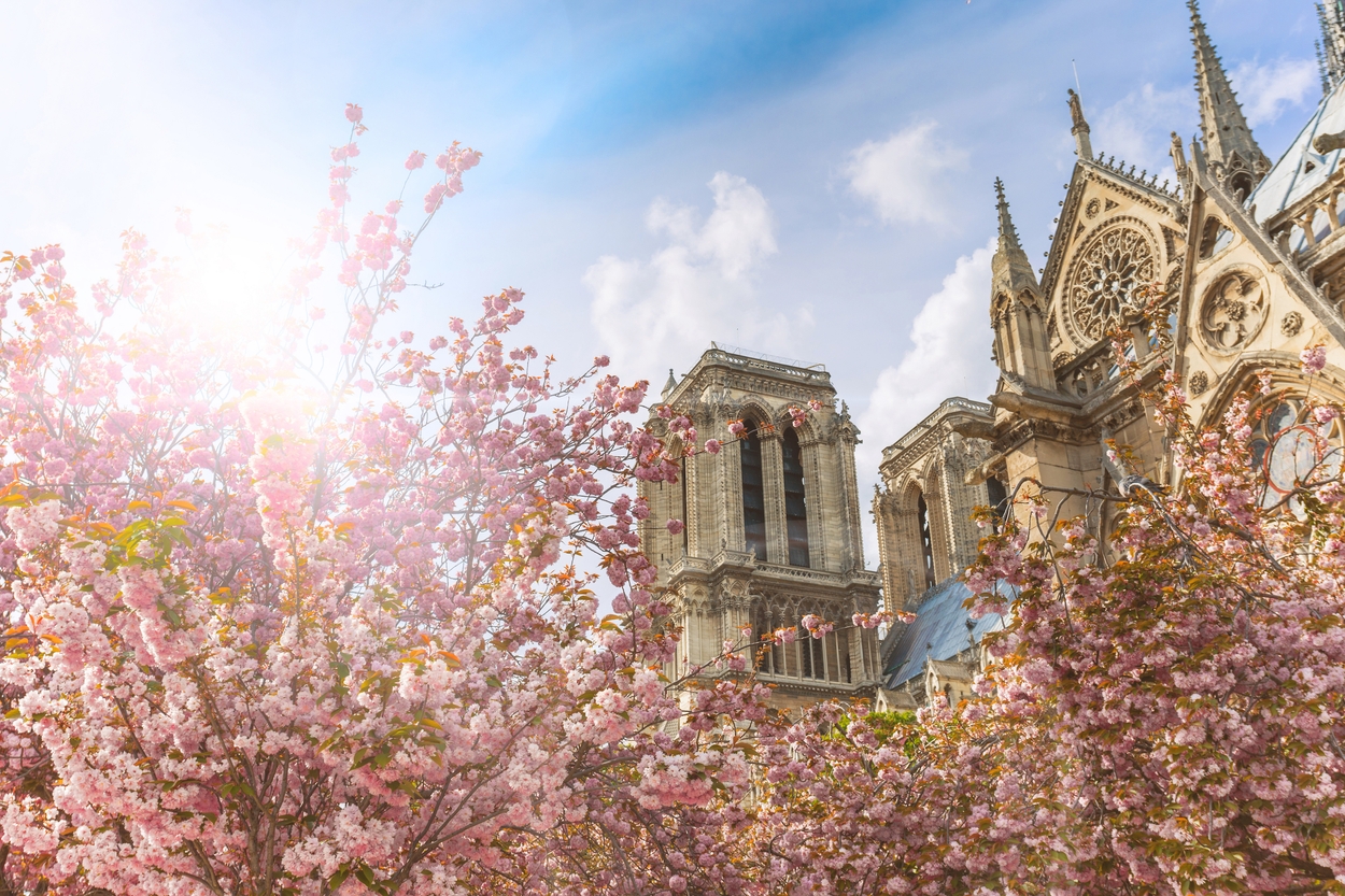 Notre Dame Paris blossom sakura