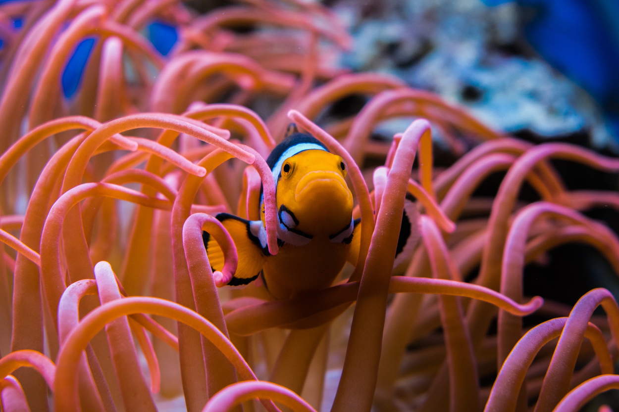 clownfish-3030148_1920