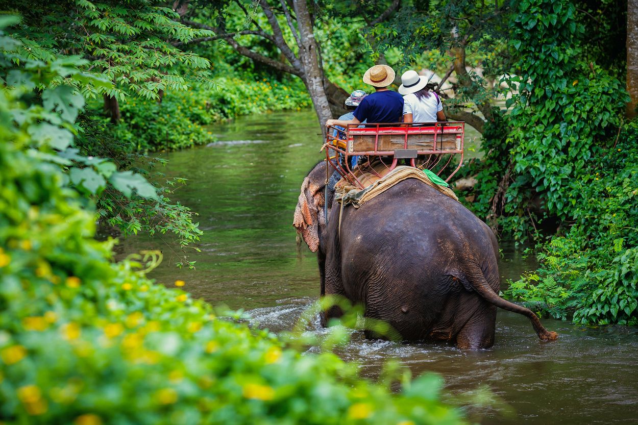 Afbeelding van Wat betekent het coronavirus voor olifanten in de Thaise toerismesector?