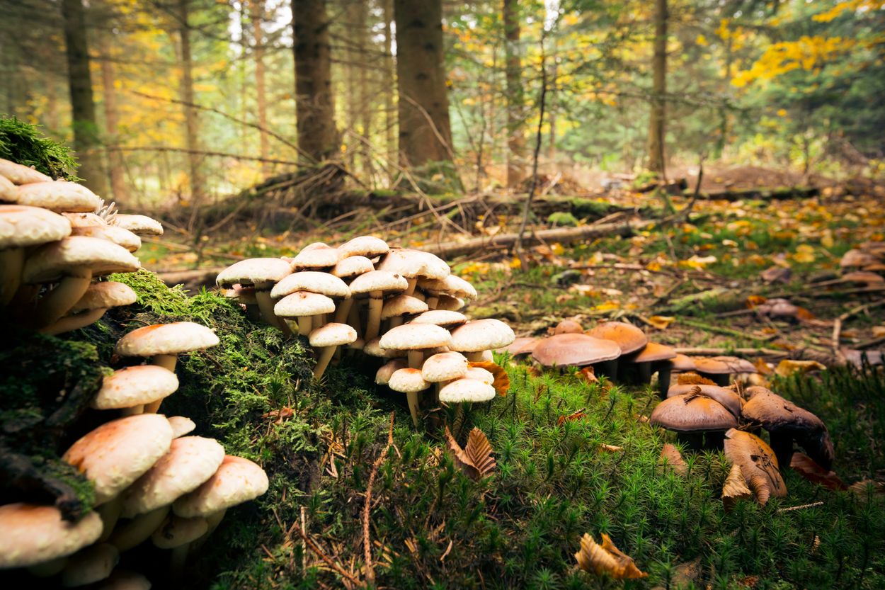 Afbeelding van Eetbare paddenstoelen op Nederlandse bodem