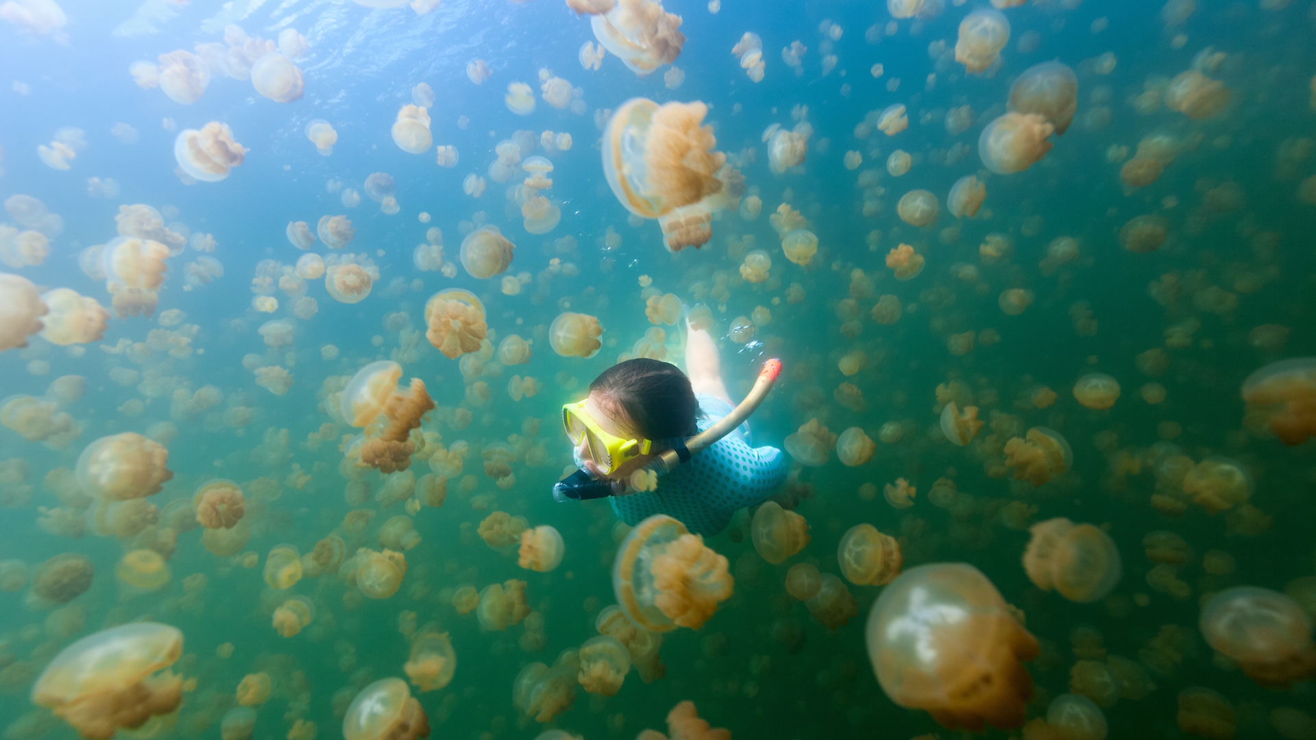 Jellyfish lake Palau 2