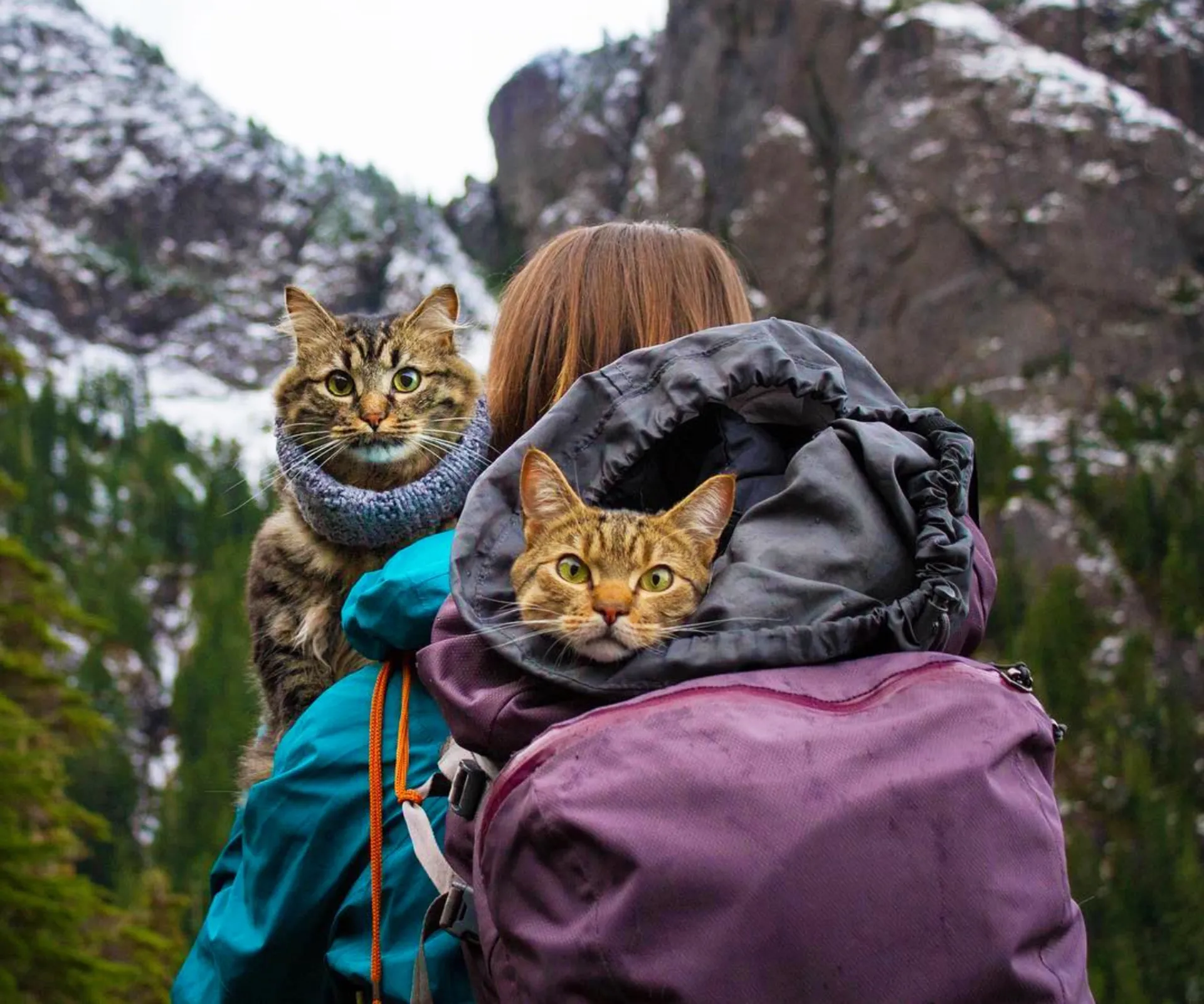 Afbeelding van Dit kattenduo reist vaker dan jij