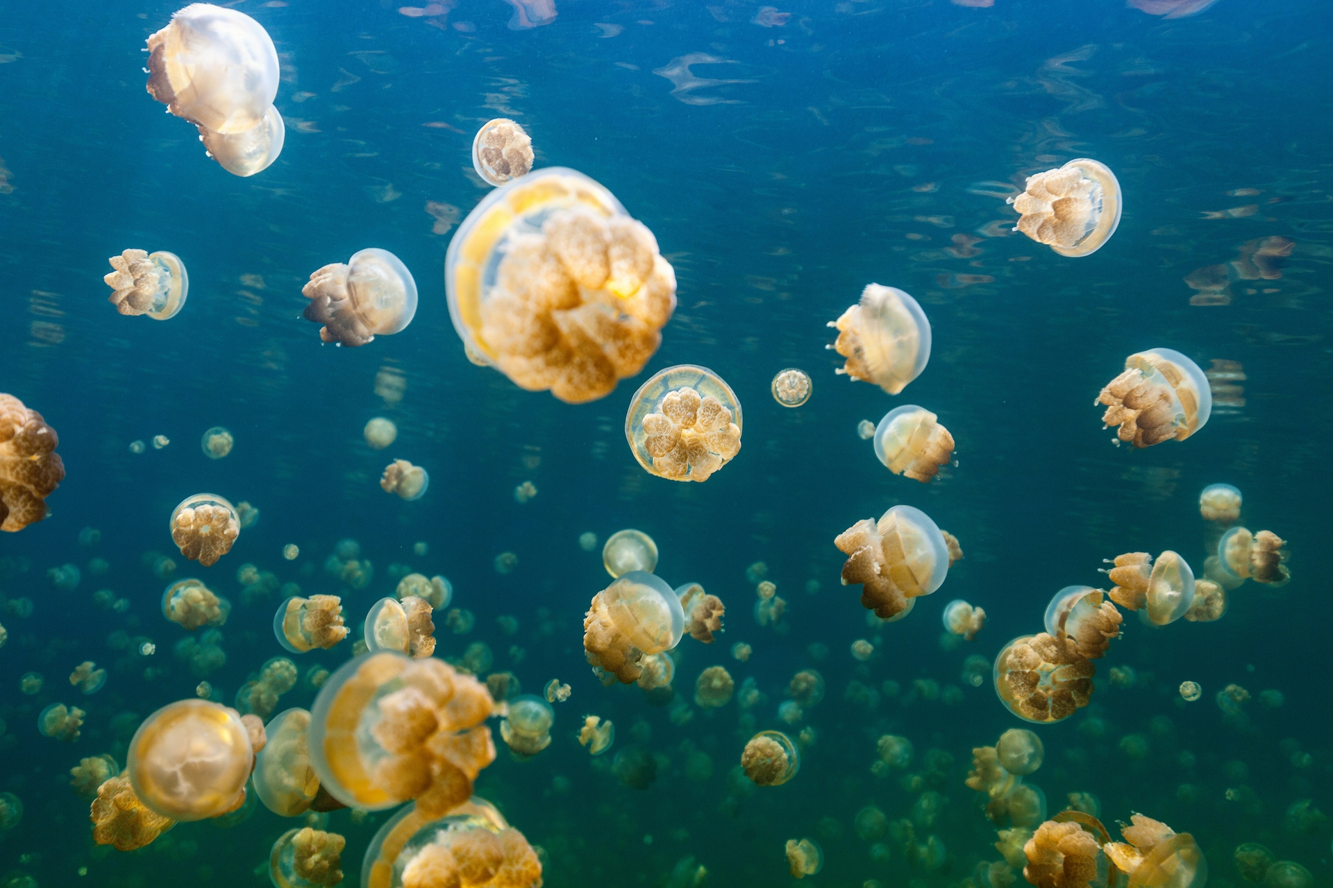 Jellyfish lake Palau5
