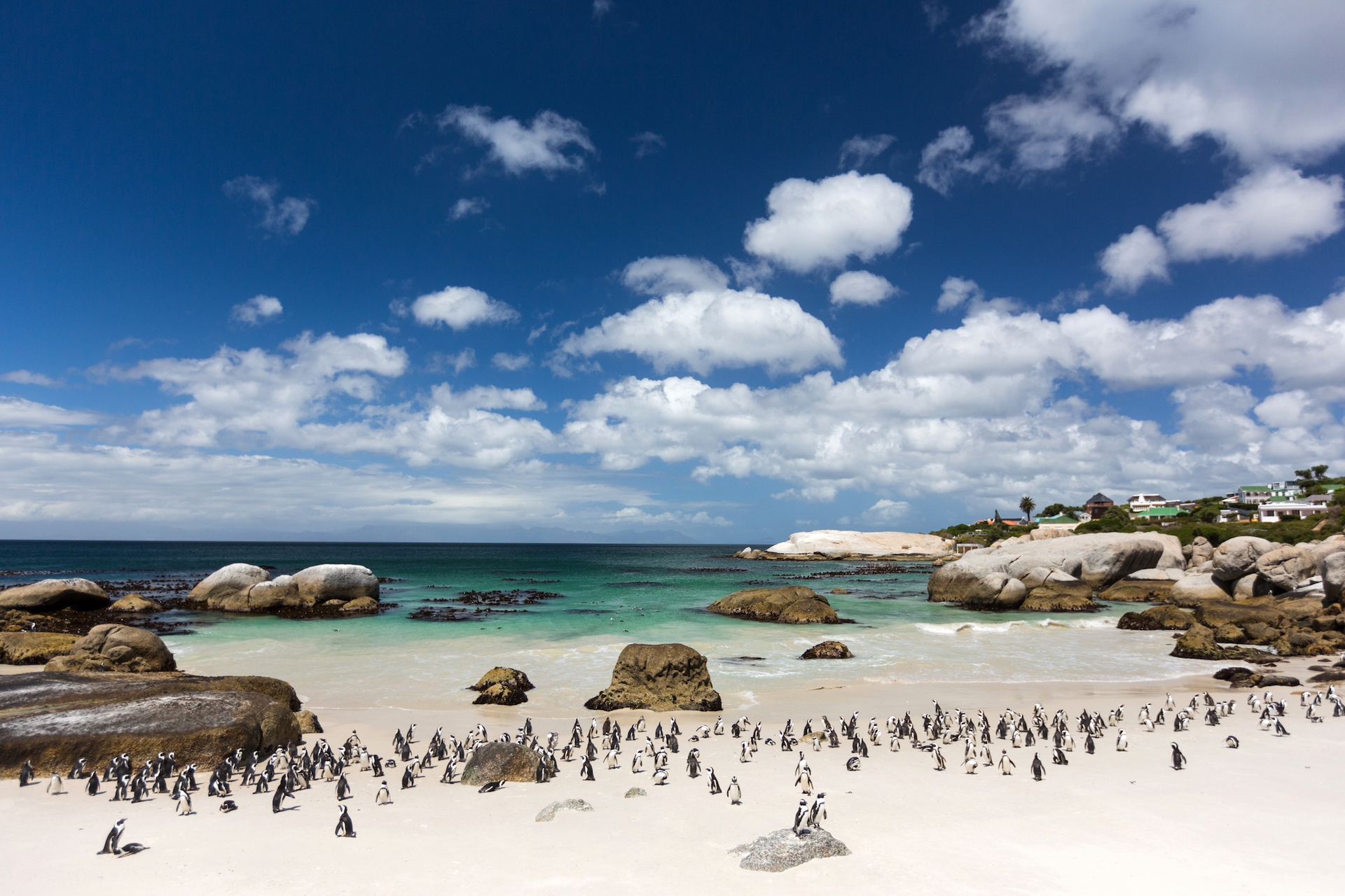 pinguïn kolonie