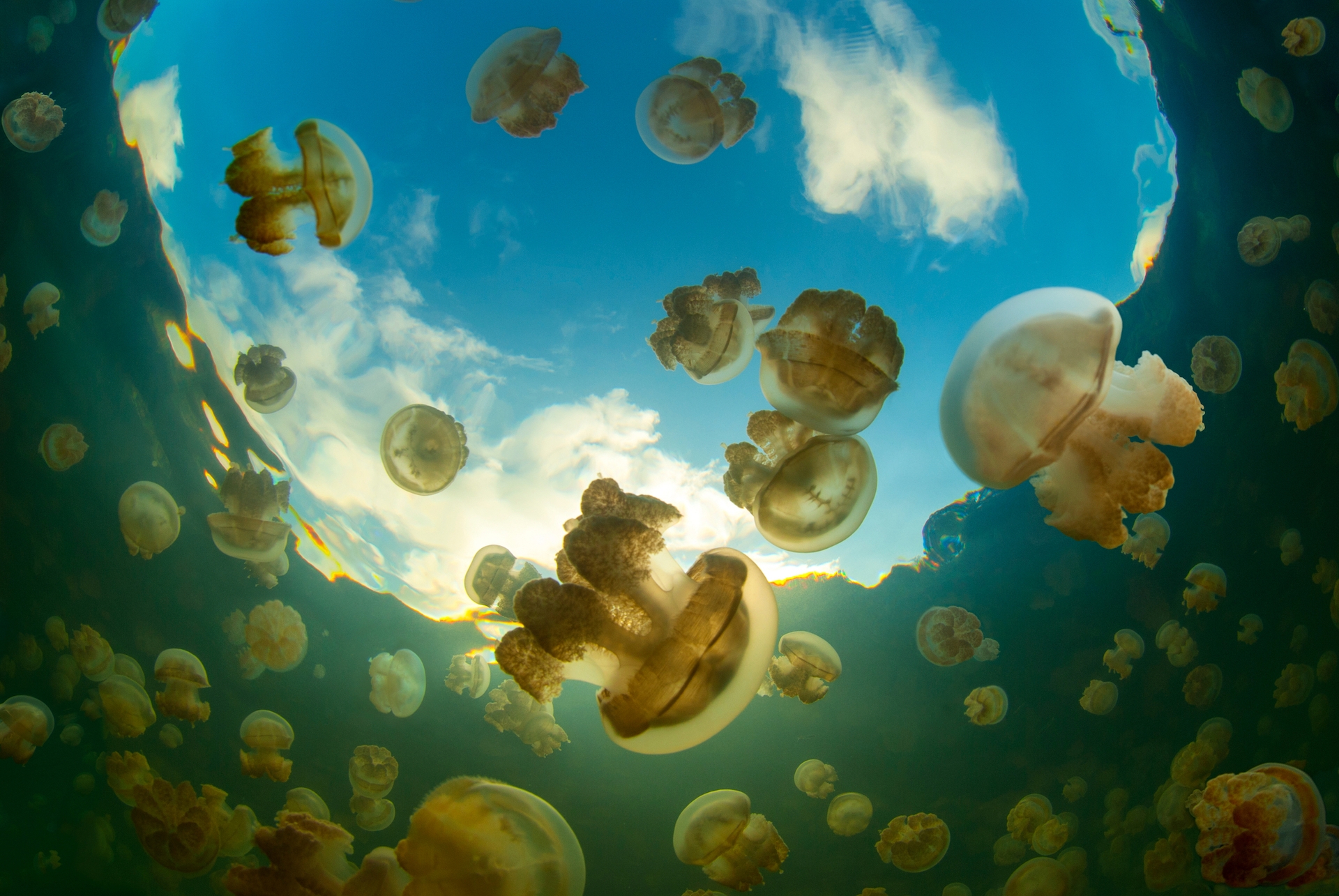 Jellyfish lake Palau6