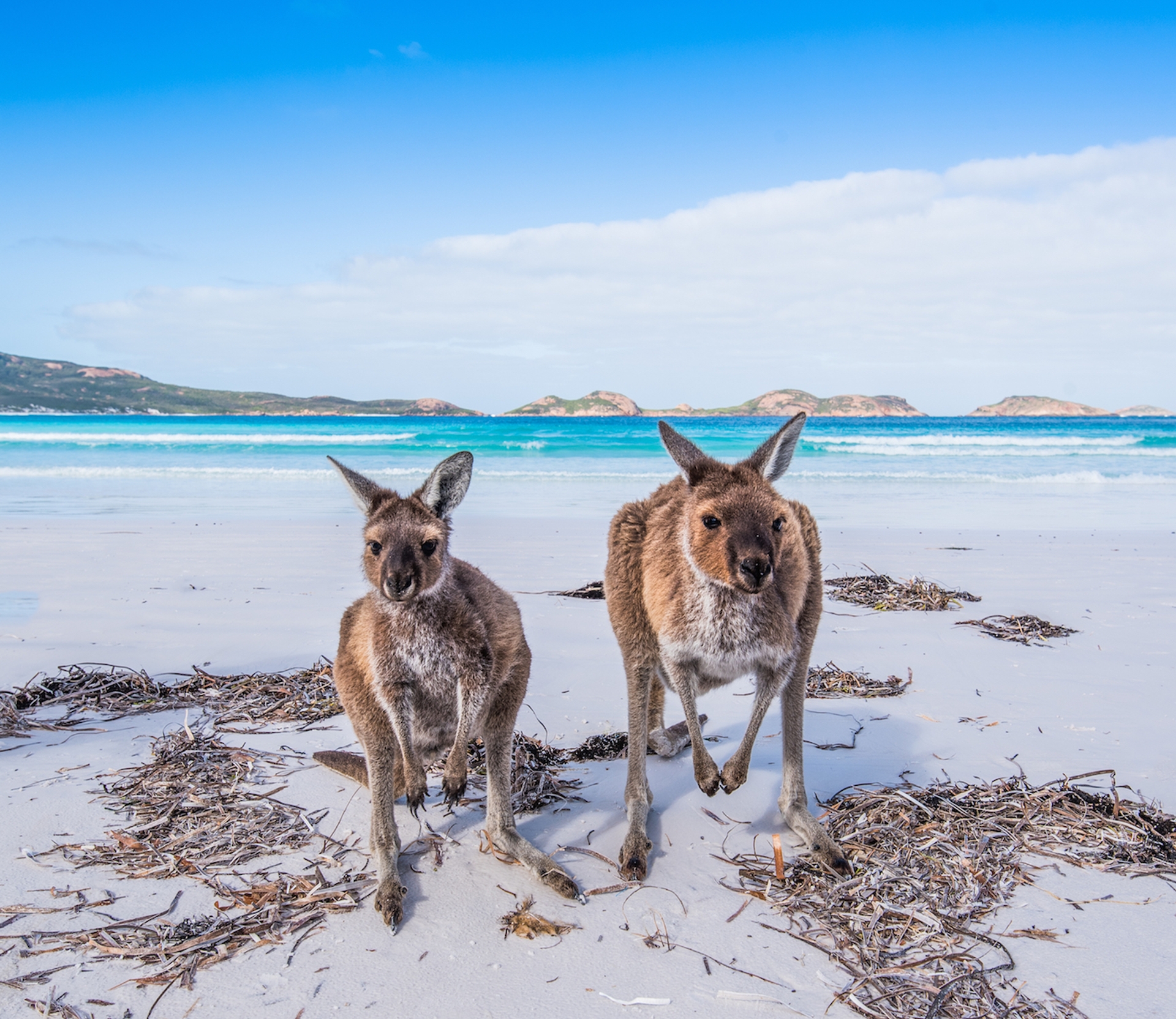 kangaroo island australie