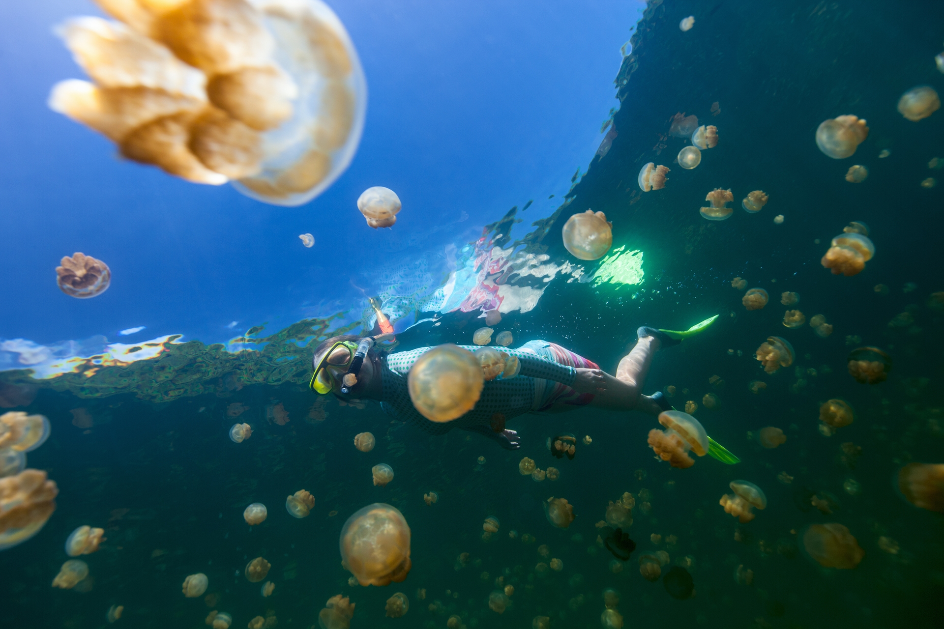 Jellyfish lake Palau4