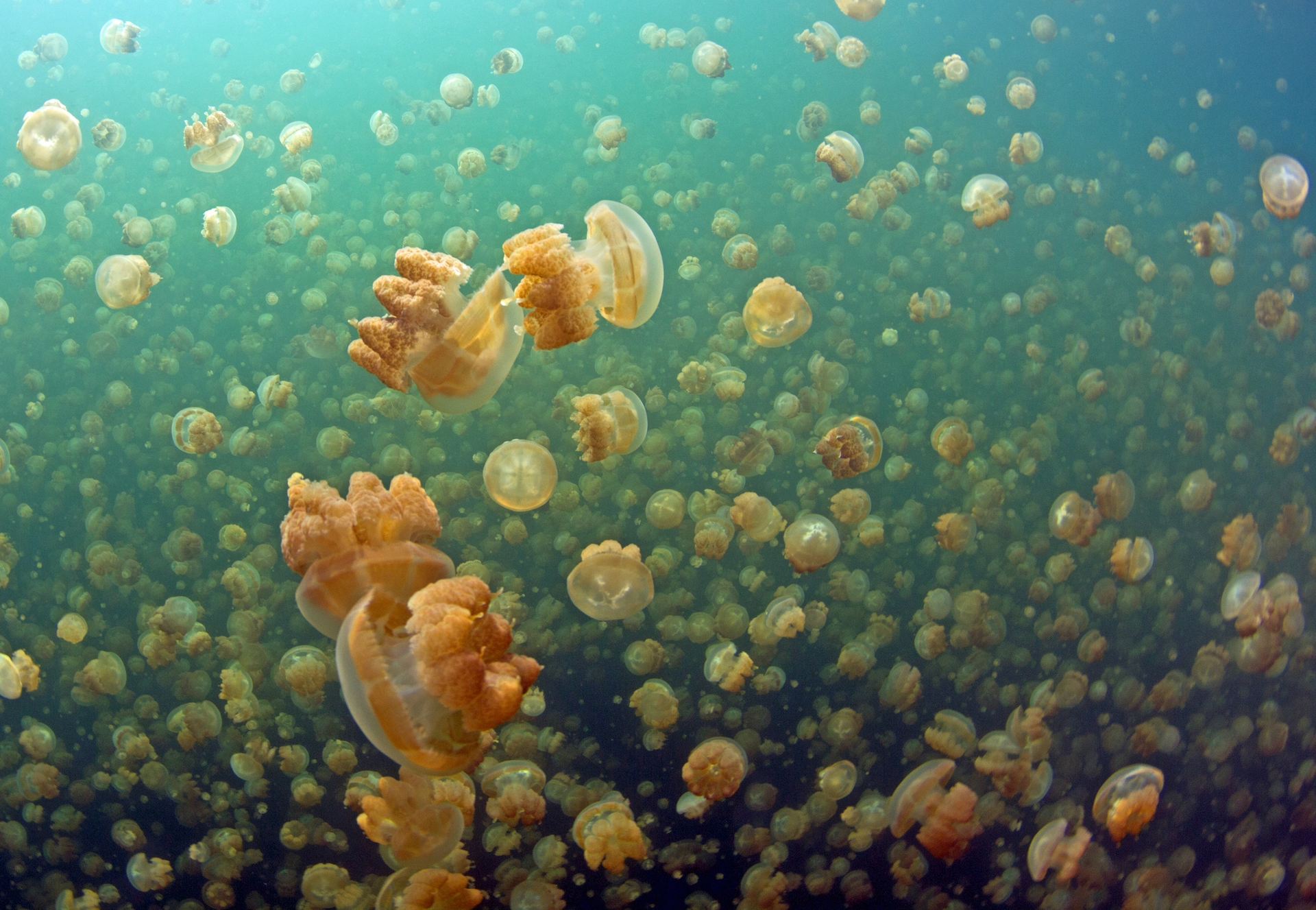 Jellyfish lake Palau3