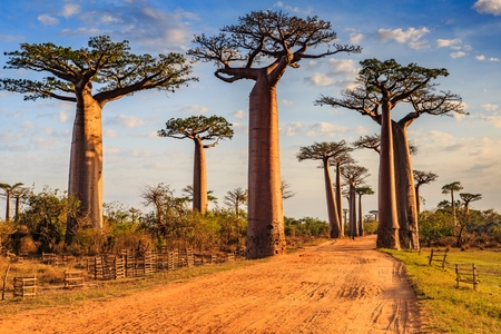 Afbeelding van Madagaskar