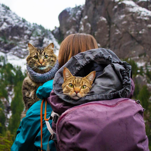 Dit kattenduo reist vaker dan jij