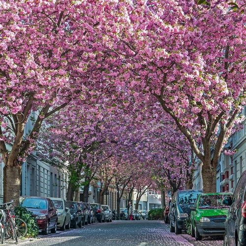 Deze Europese steden kleuren roze door kersenbloesem