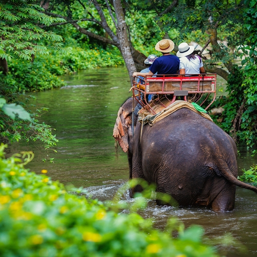 Afbeelding van Wat betekent het coronavirus voor olifanten in de Thaise toerismesector?