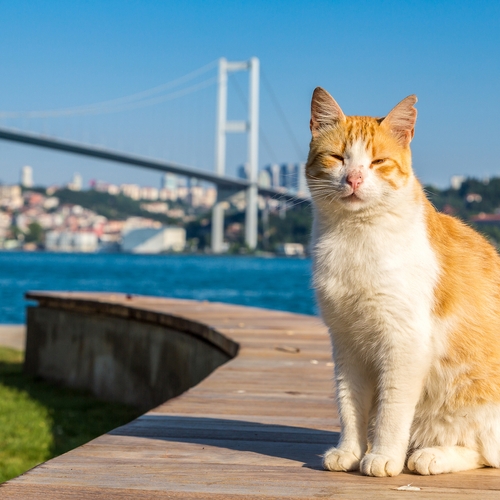 Is Istanbul de meest katvriendelijke stad van Europa? Oordeel zelf!