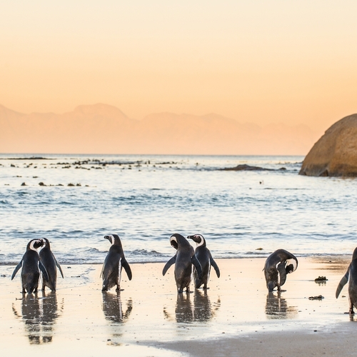 Op dit Zuid-Afrikaanse strand deel je het zand met onverwachte zonaanbidders