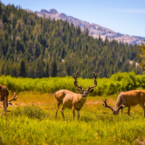 Afbeelding van Beren, herten en coyotes dwalen onverstoord door verlaten Yosemite