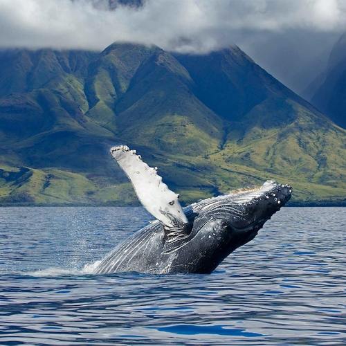 Afbeelding van Wetenschappers voorspellen toename walvisgezang