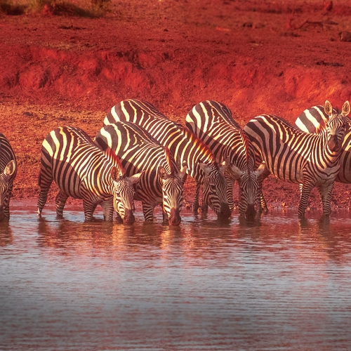 Wilde dieren in Keniaanse natuurparken worden noodgedwongen gestroopt