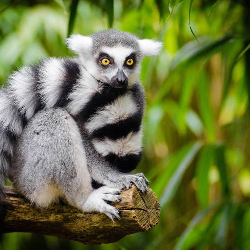 Madagaskar: hét flora en fauna paradijs