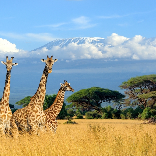Afbeelding van De ultieme reis door Tanzania