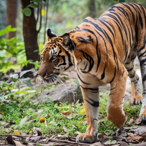 Afbeelding van Bedreigde tijgers trekken weer door Thailand
