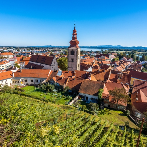 Afbeelding van In deze stad vind je de oudste (en beste) wijn van Slovenië