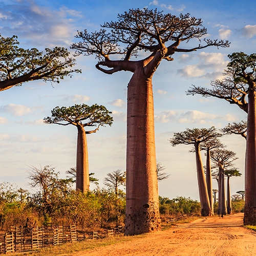 Afbeelding van Droom weg naar Madagaskar