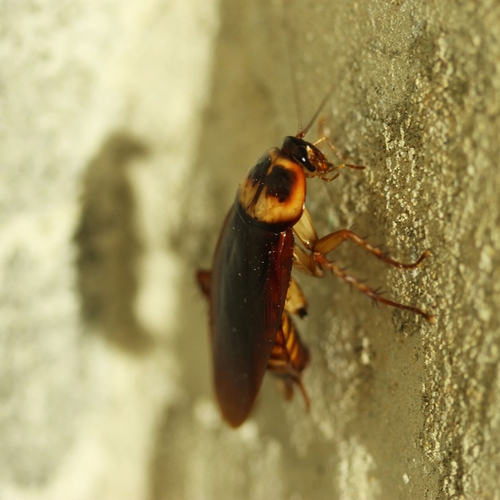 Afbeelding van Kakkerlakken op reis: zó bestrijd je deze krioelende insecten