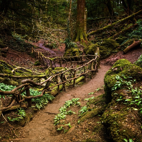 Dit mysterieuze, kronkelige bos inspireert J.K. Rowling
