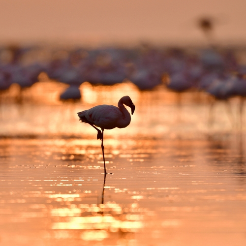 Dit knalrode meer is de broedplaats van miljoenen flamingo’s