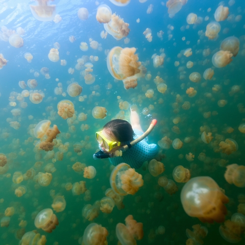 Magische Jellyfish Lake weer geopend voor snorkelaars
