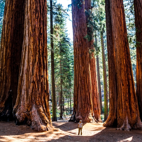 Mammoetbomen overleven de bosbranden in Californië