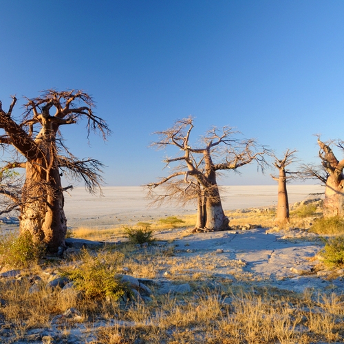 Afbeelding van Makgadikgadi National Park