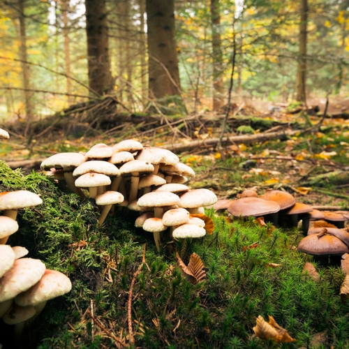 Eetbare paddenstoelen op Nederlandse bodem