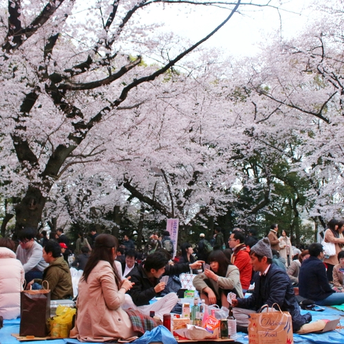 How to hanami: jouw gids voor het Japanse sakura-seizoen