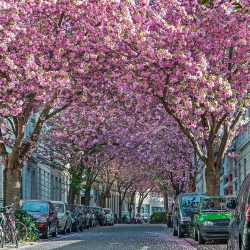 Afbeelding van Deze Europese steden kleuren roze door kersenbloesem