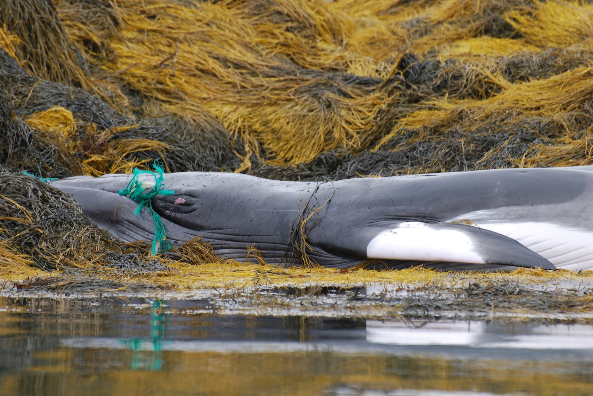 DejaVuDesigns-1638548640